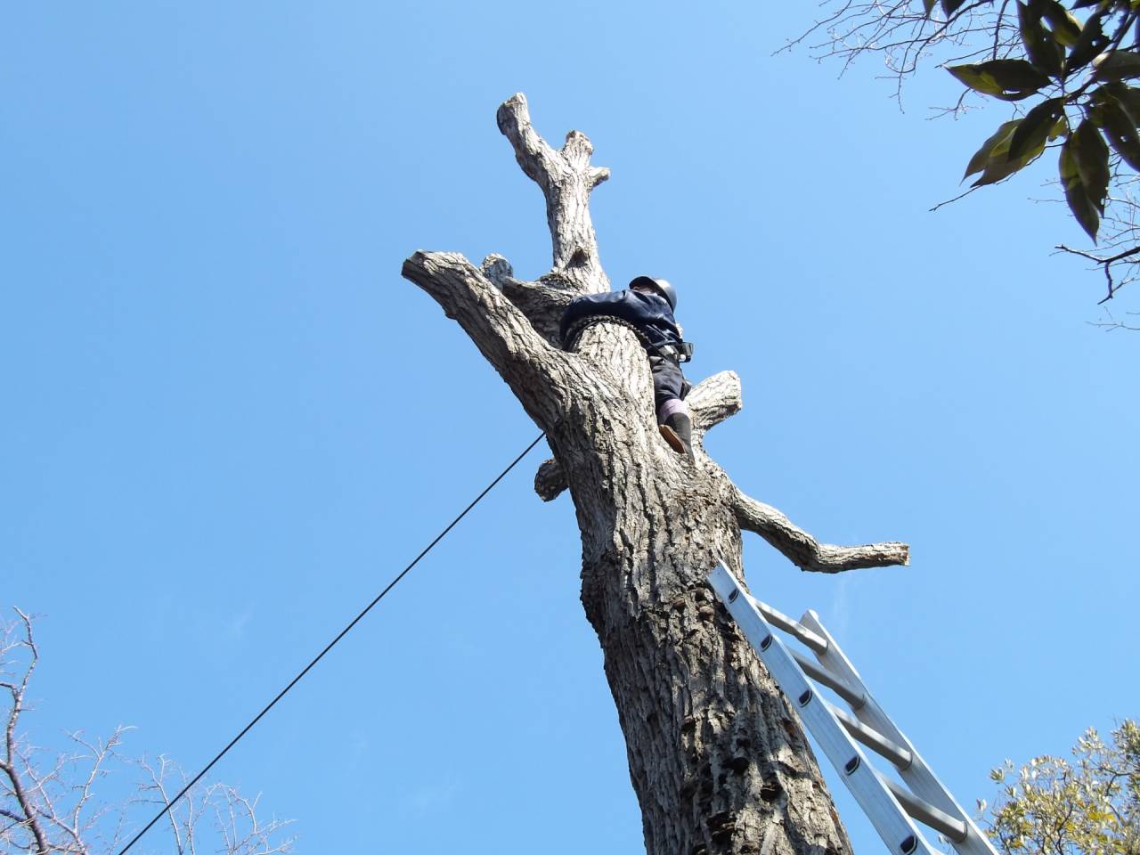 株式会社音柳園